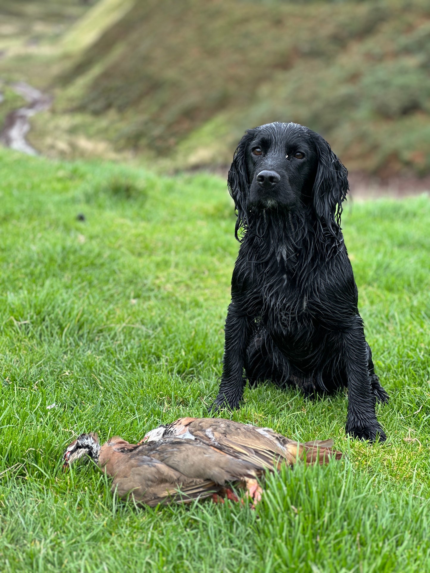 100% natural dehydrated Scottish Partridge training treats.