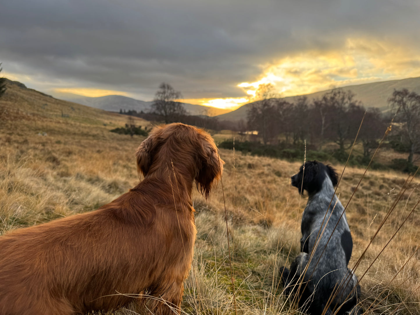 100% natural dehydrated Scottish Partridge training treats.