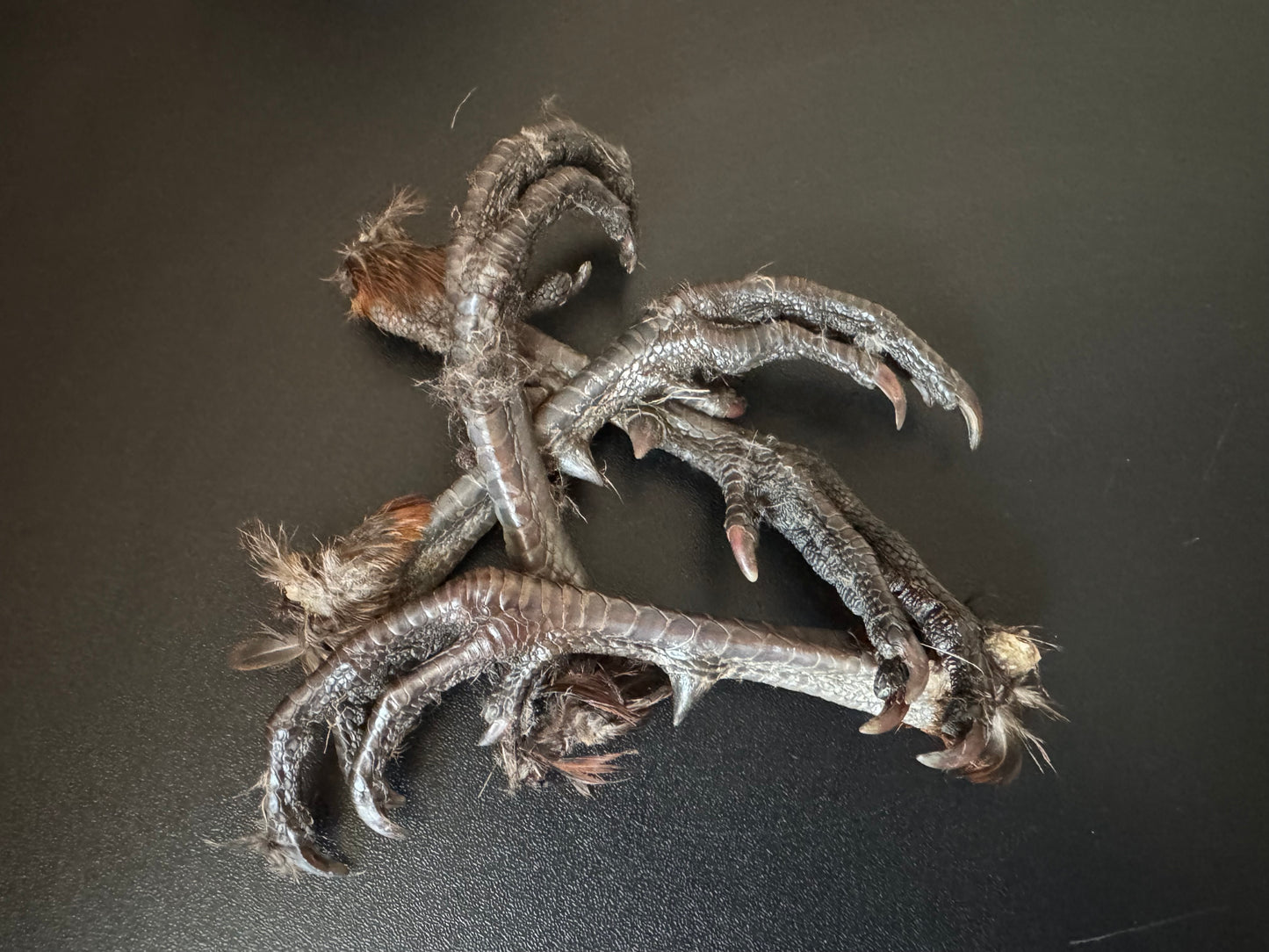 100% natural dehydrated Scottish Pheasant feet.