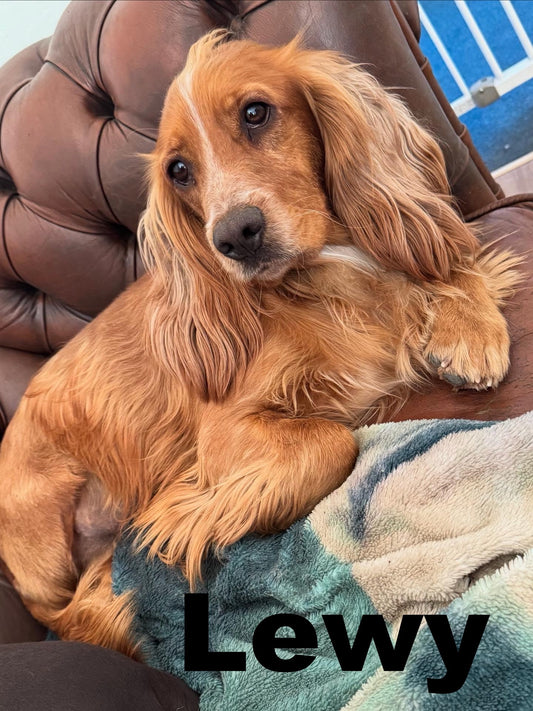 Lewy - Annual Sponsorship