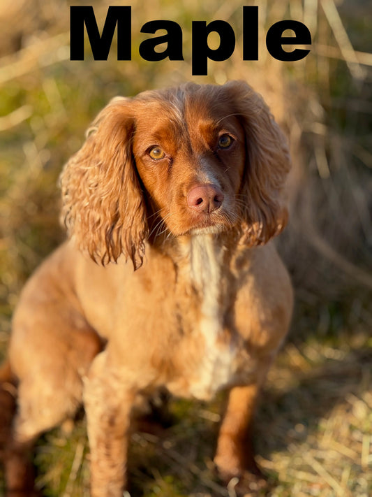 Maple - Annual Sponsorship