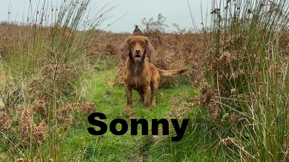 Sonny - Annual Sponsorship