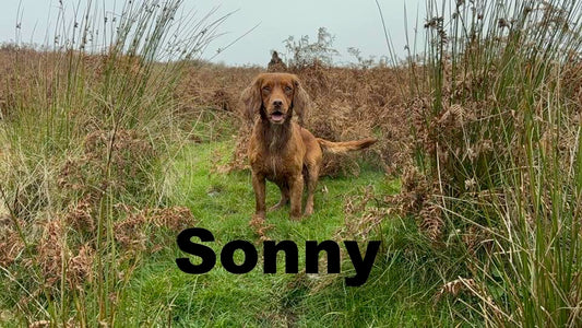 Sonny - Annual Sponsorship
