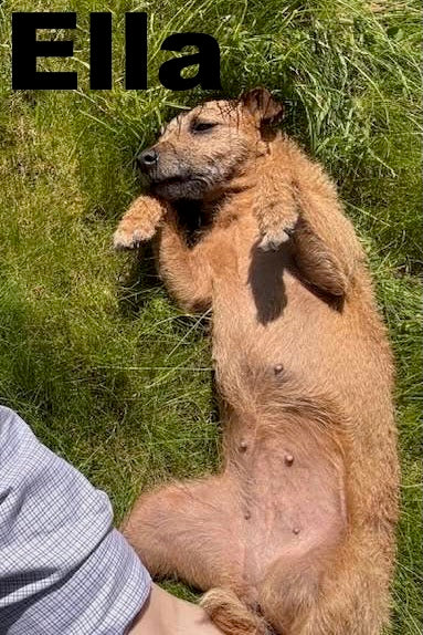 Ella - Annual Sponsorship