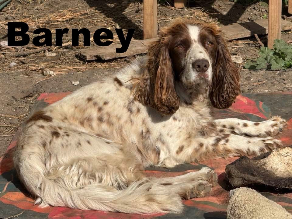 Barney - Annual Sponsorship