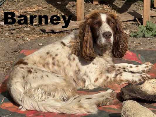 Barney - Annual Sponsorship